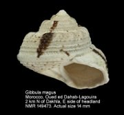 Gibbula magus (5)